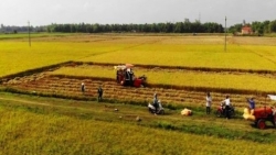 Quảng Nam: Khẩn trương thu hoạch diện tích nông sản còn lại để ứng phó bão CONSON