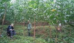 Quảng Nam: Mức khoán bảo vệ rừng thấp chưa thu hút được người dân tham gia