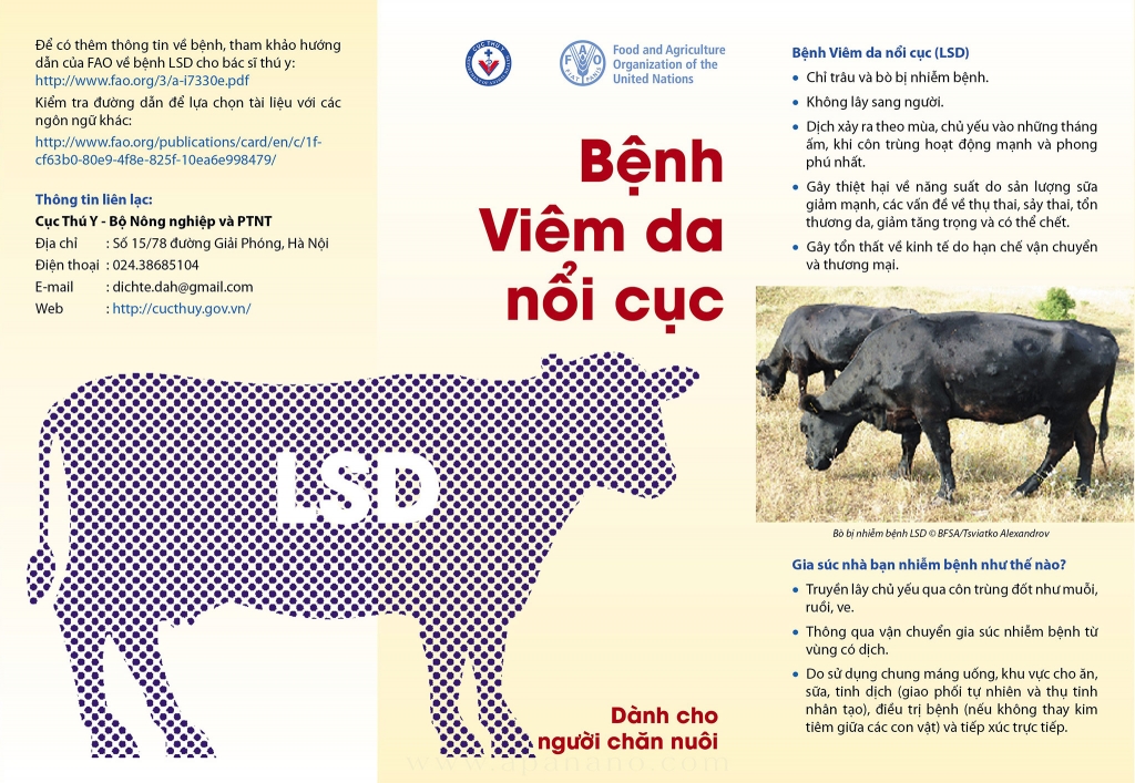 Khoảng 5.609 con trâu, bò ở Quảng Nam mắc bệnh viêm da nổi cục