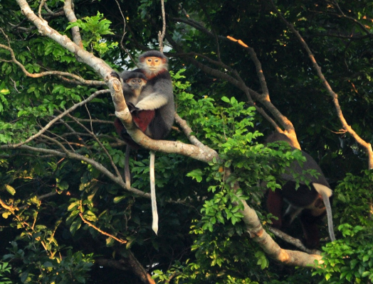 Nhiều động vật hoang dã, quý hiếm tại Việt Nam bị săn bắt, tiêu thụ trái phép (Nguồn greenviet.org)