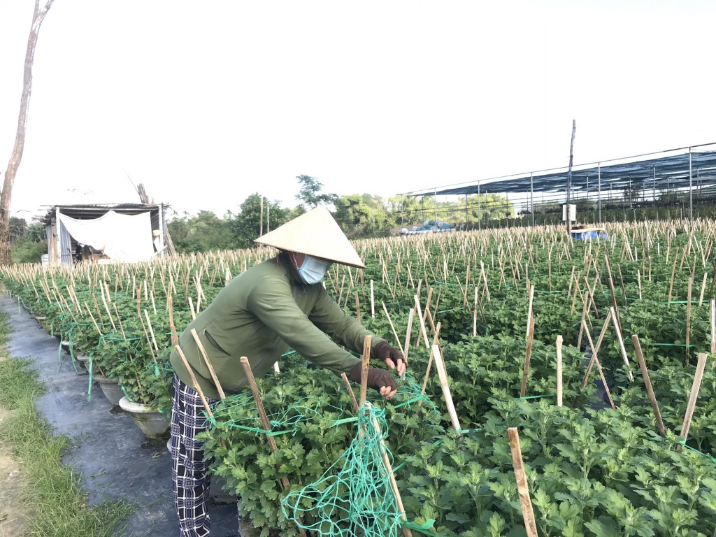 Để hoa phát triển tốt, nở đúng dịp Tết, nông dân trồng hoa tại Đà Nẵng đang tăng cường chăm sóc bằng nhiều biện pháp 