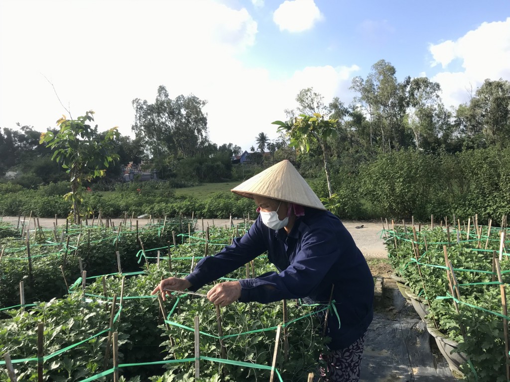 Chi phí trồng, chăm sóc tăng cao, người dân trồng hoa Tết vừa vặt lá, chăm cây vừa ngóng trông thương lái (Ảnh Đ.Minh)