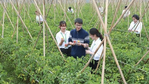 Mô hình nghiên cứu chọn giống cà chua tại Học viện