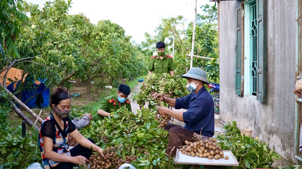 Các chiến sĩ trẻ Công an huyện Ứng Hòa cùng gia đình bác Đinh Văn Thạo thu hoạch nhãn