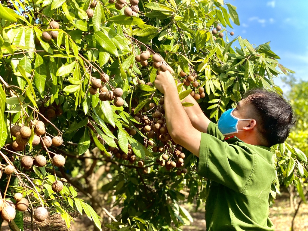 Trung uý Đỗ Sơn Hà miệt mài bẻ từng chùm nhãn