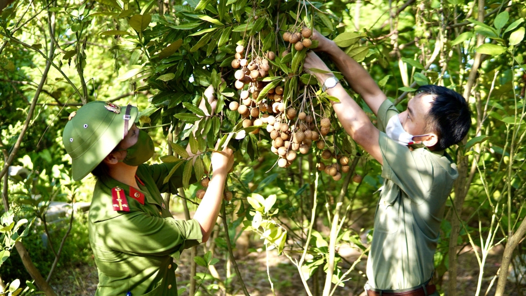 Thượng uý Nguyễn Phương Thảo và thiếu uý Trần Thế Cường miệt mài thu hoạch