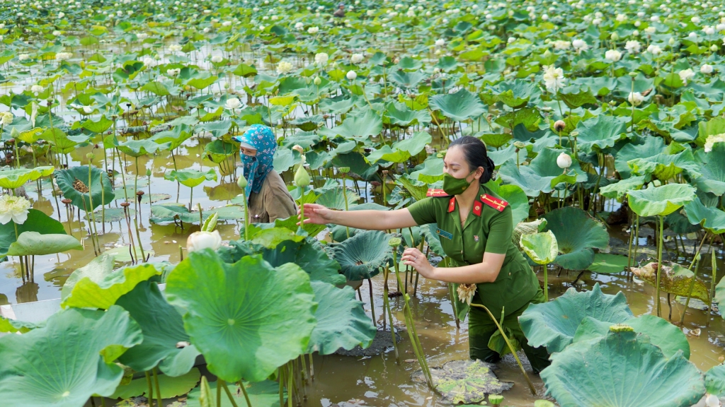 Thượng uý Nguyễn Phương Thảo lội bùn thu hoạch sen cùng bà con nông dân