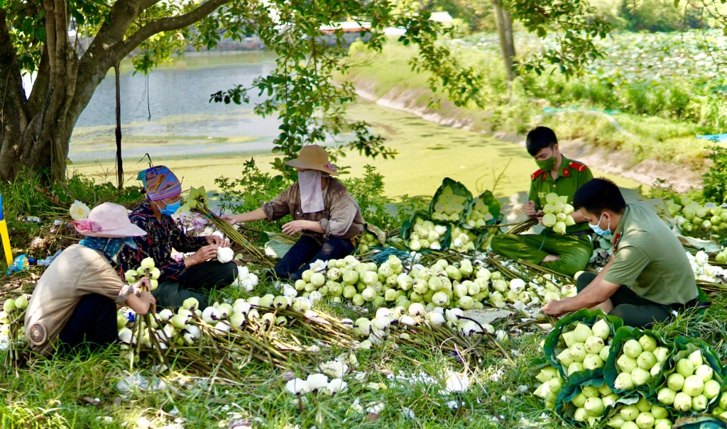 Chiến sĩ trẻ “xắn tay áo” bẻ nhãn, hái sen giúp nông dân