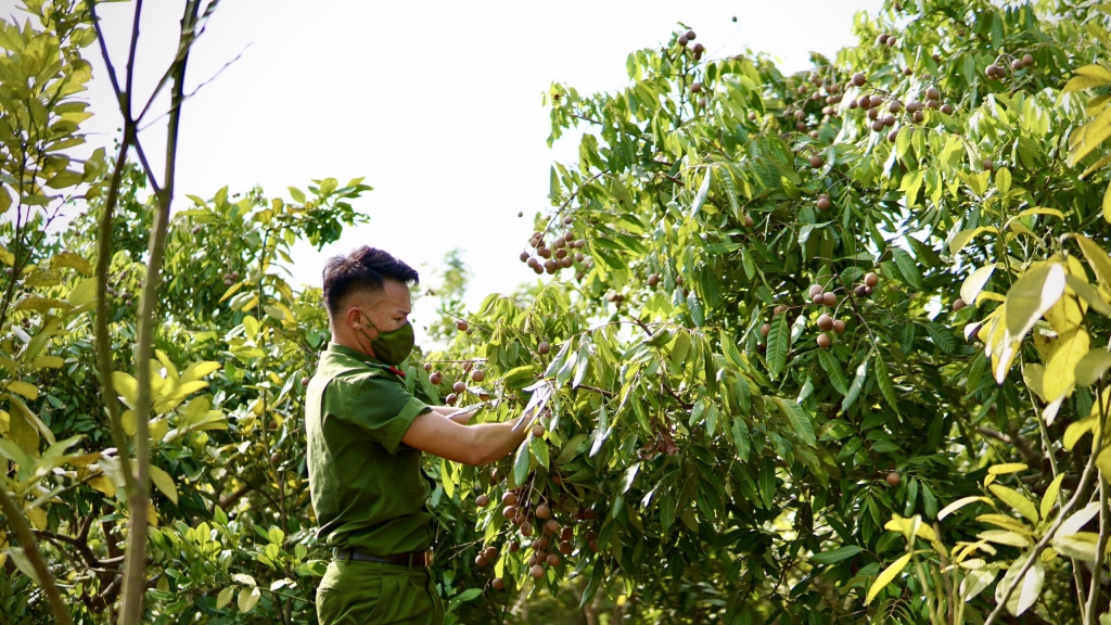 Chiến sĩ trẻ “xắn tay áo” bẻ nhãn, hái sen giúp nông dân