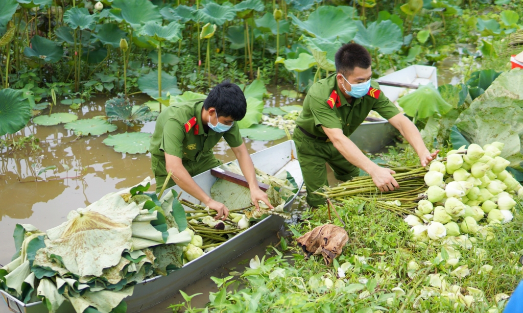 Chiến sĩ trẻ “xắn tay áo” bẻ nhãn, hái sen giúp nông dân