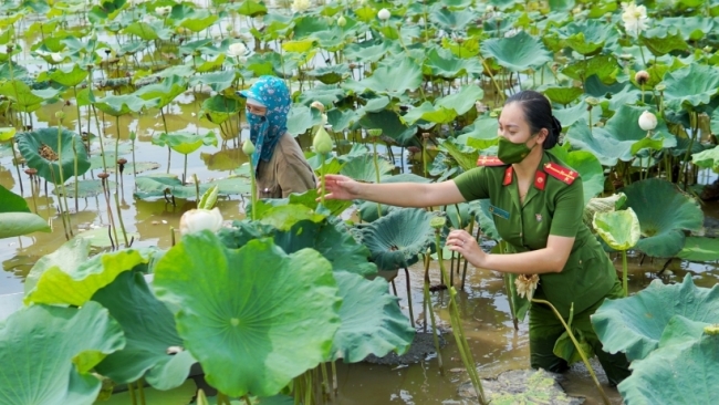 Chiến sĩ trẻ “xắn tay áo” bẻ nhãn, hái sen giúp nông dân