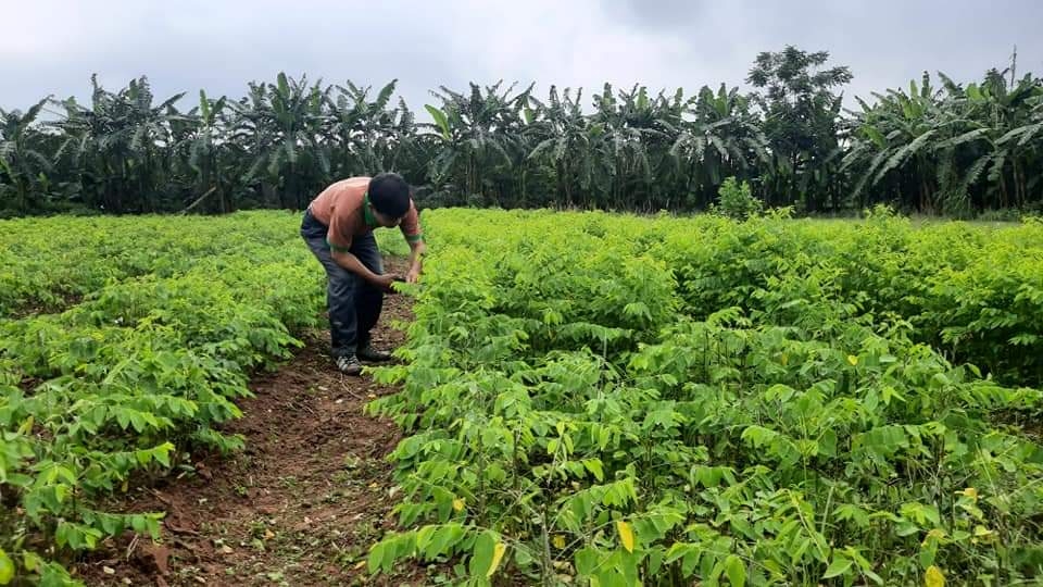 Nông trại rau sạch của Công ty Vinh Hà 