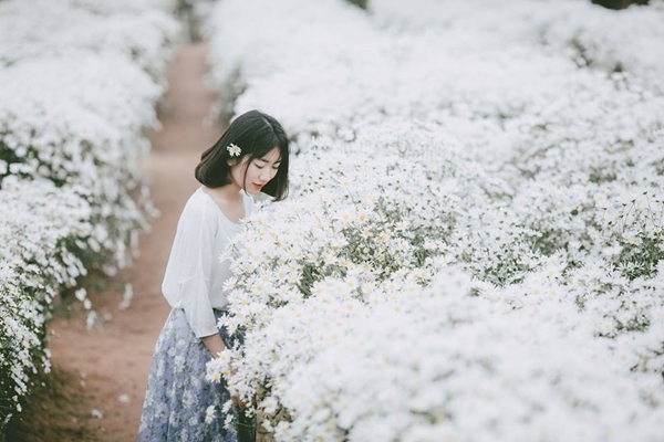 Thiếu nữ Hà thành e ấp bên cúc họa mi đầu mùa