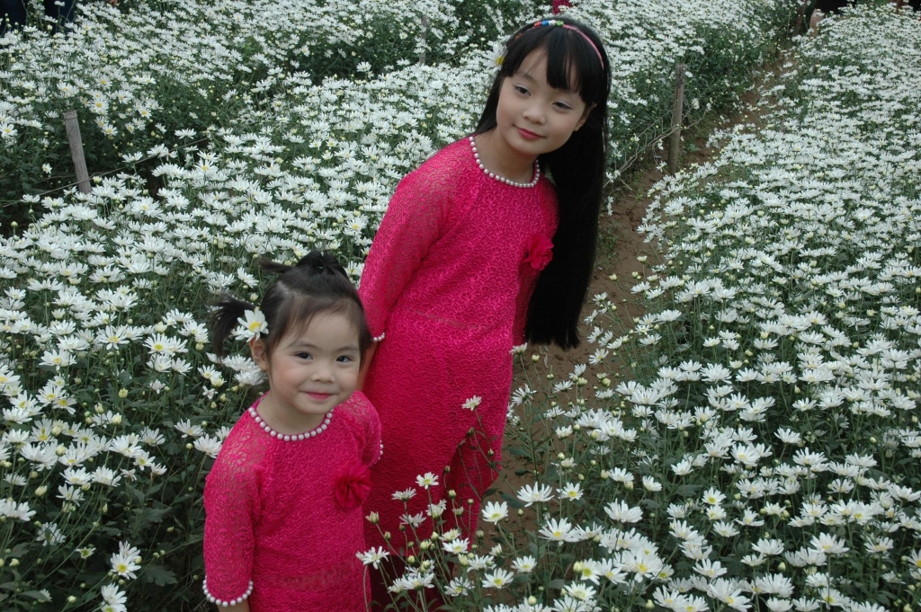Thiếu nữ Hà thành e ấp bên cúc họa mi đầu mùa Thiếu nữ Hà thành e ấp bên cúc họa mi đầu mùa