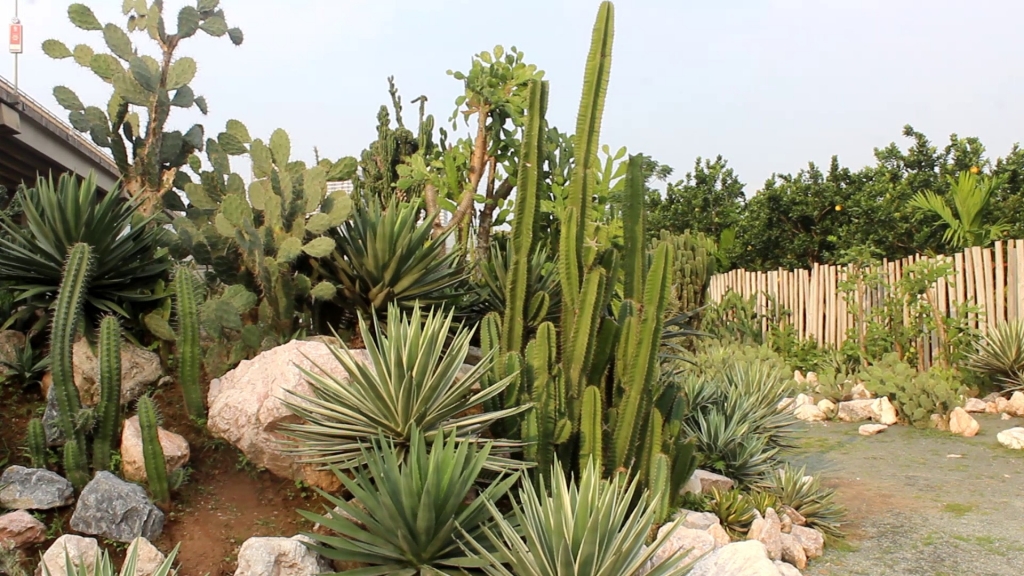 Cacti Zone có nhiều loại xương rồng khác nhau 
