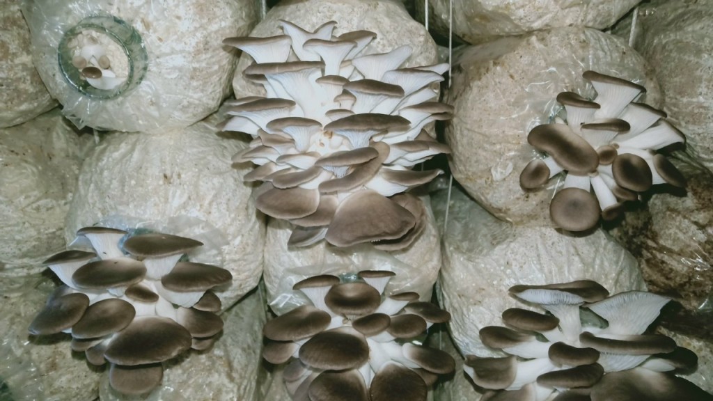 Cây Nấm Sò Nâu- sản phẩm bán chạy nhất tại Nông trại Tâm An
