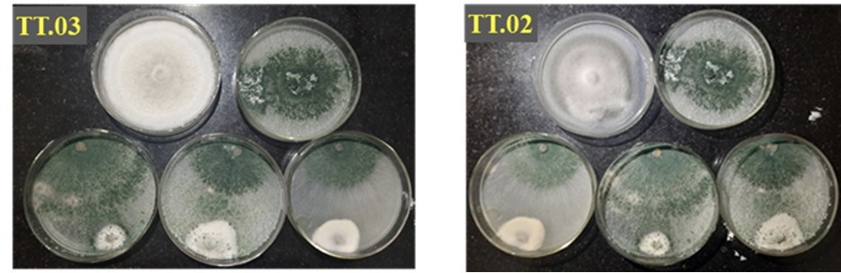 Hoạt tính đối kháng của nấm Trichoderma Tr.X2 với nấm gây bệnh thán thư Colletotrichum asianum TT.03 và TT.02 ở các thời gian nuôi cấy khác nhau (Từ trên xuống dưới, trừ trái qua phải: A đối chứng nấm Colletotrichum (TT.03 và TT.02), đối chứng nấm Trichod