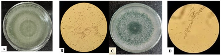 Đặc điểm hình thái và bào tử nấm Trichoderma spp. (A, C: Tản nấm Trichoderma spp. trên môi trường PDA sau 5 ngày nuôi cấy; B, D: Cành bào tử  và bào tử phân sinh nấm Trichoderma spp.)