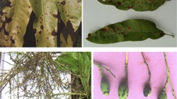 Nấm Trichoderma spp. có khả năng đối kháng với tác nhân gây bệnh thán thư trên cây xoài