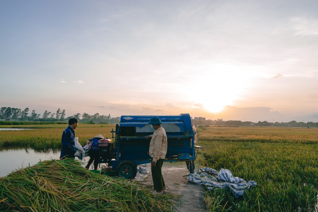 Hà Nội: Nặng trĩu hạt lúa vàng giữa 