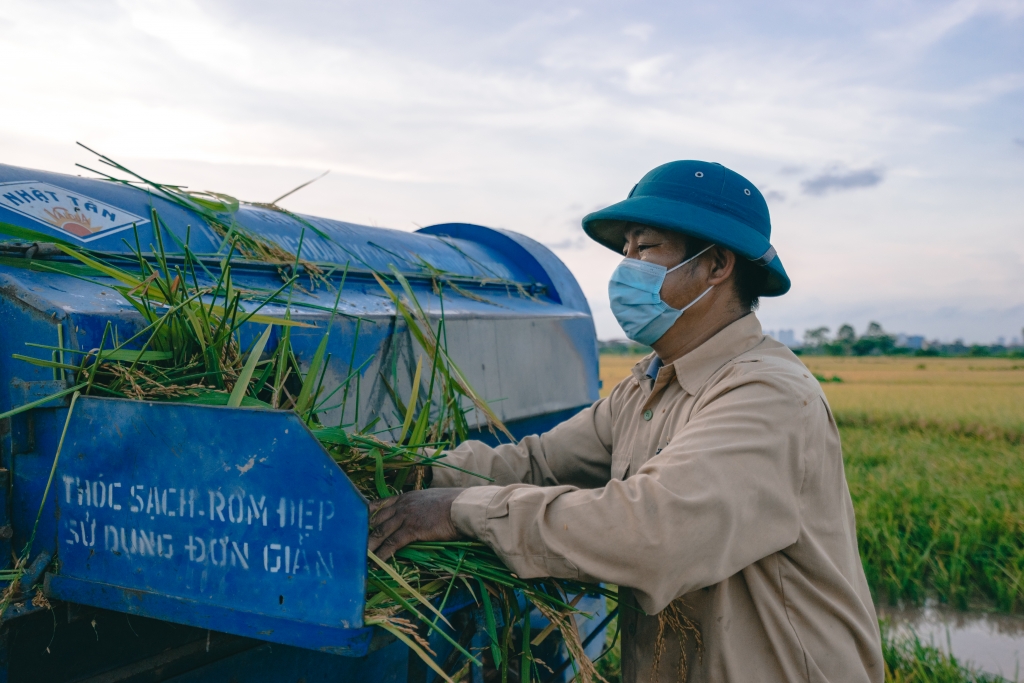 Hà Nội: Nặng trĩu hạt lúa vàng giữa 