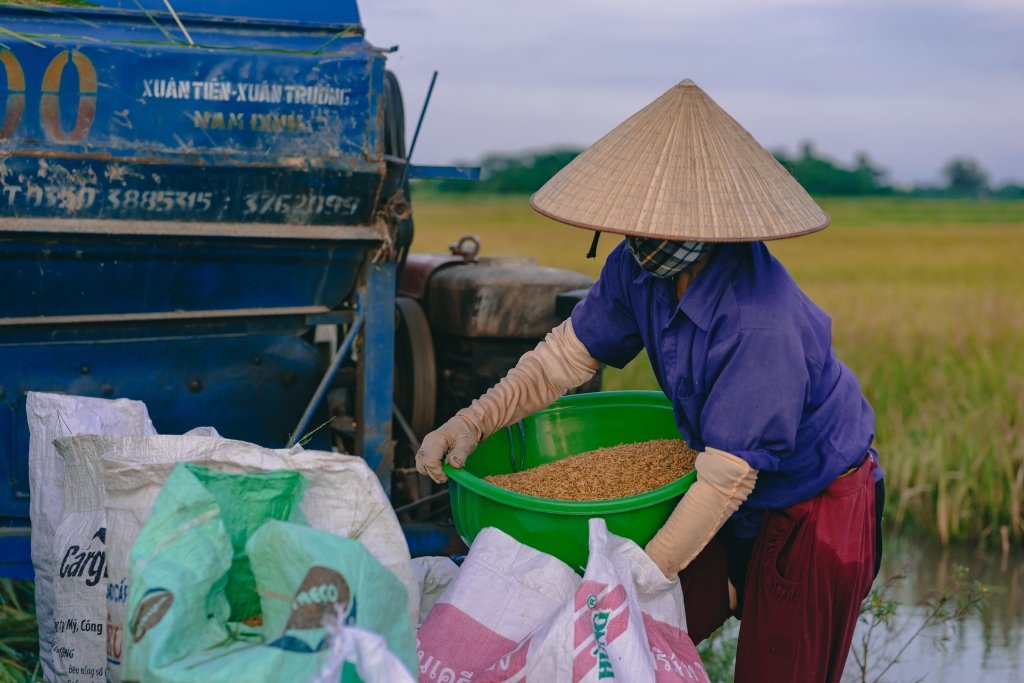 Hà Nội: Nặng trĩu hạt lúa vàng giữa 