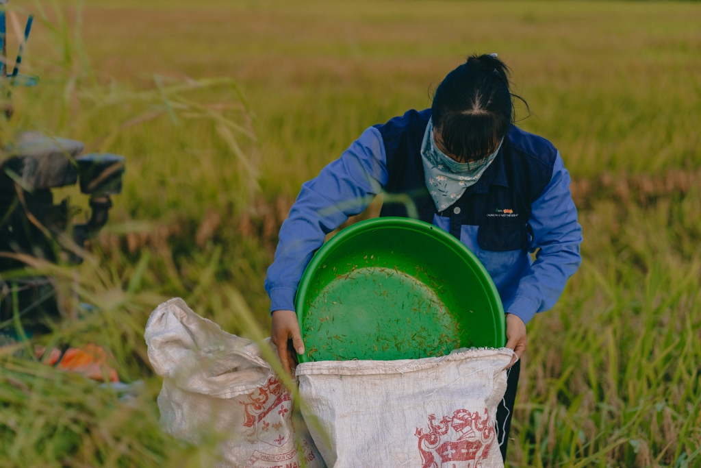 Hà Nội: Nặng trĩu hạt lúa vàng giữa "mùa Cô Vi"