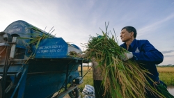Hà Nội: Nặng trĩu hạt lúa vàng giữa "mùa Cô Vi"