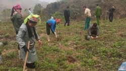 Trồng 15.000 cây sa mộc “báo ân mẹ thiên nhiên”