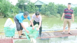 Huyện Yên Lạc (Vĩnh Phúc): Giá trị sản xuất nông, lâm, thủy sản đạt 854 tỷ đồng