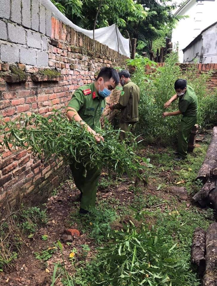 Phát hiện hơn 100 cây cần sa trồng xung quanh nhà ở của gia đình