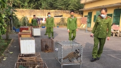 Phú Thọ: Phát hiện nhiều cá thể động vật hoang dã bị nuôi nhốt trái phép