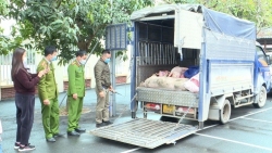 Vĩnh Phúc: Bắt vụ vận chuyển hơn 1 tấn sản phẩm động vật không rõ nguồn gốc