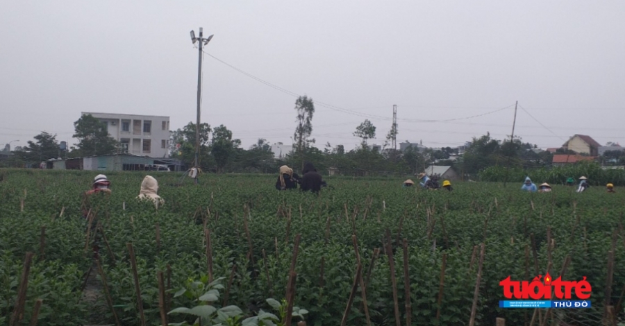 Đà Nẵng: Người trồng hoa Tết gặp khó vì thời tiết bất lợi