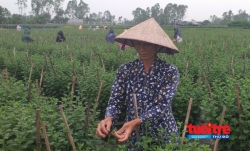 Đà Nẵng: Người trồng hoa Tết gặp khó vì thời tiết bất lợi