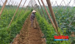 Quảng Nam: Người trồng rau Bàu Tròn thấp thỏm vì lạnh kéo dài