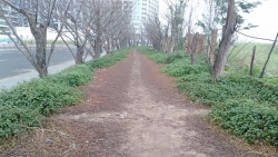 Đà Nẵng: “Con đường Hàn Quốc” xơ xác vì giẫm đạp và xả rác bừa bãi