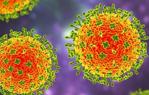 Việt Nam chưa ghi nhận trường hợp mắc virus Nipah