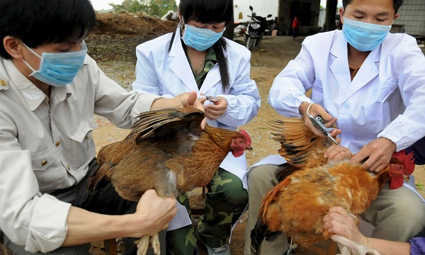 Cảnh giác với khả năng lây nhiễm cúm A H5N8 sang người