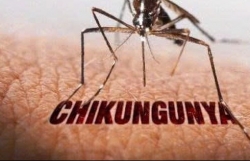Bộ Y tế bác tin Việt Nam có ca mắc bệnh Chikungunya