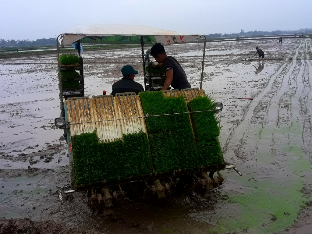 Người dân xã Tả Thanh Oai ứng dụng ứng dụng công nghệ mạ khay, máy cấy 