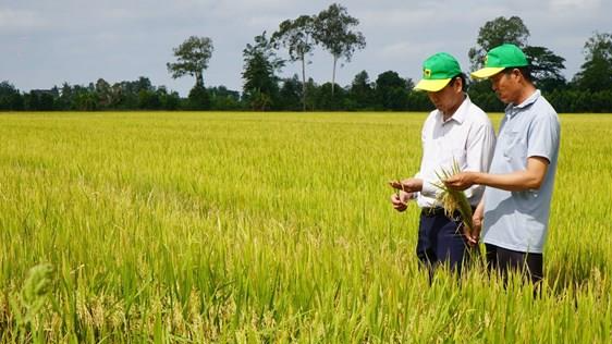 Mô hình canh tác lúa giảm phát thải tại Cần Thơ nói riêng và ĐBSCL nói chung được kỳ vọng sẽ nhân rộng nhanh chóng. Ảnh: Nhựt An - TTXVN Theo các chuyên gia, nhờ áp dụng kỹ thuật mới, chi phí đầu vào giảm khoảng 15%, lợi nhu Mô hình canh tác lúa giảm phát thải tại Cần Thơ nói riêng và ĐBSCL nói chung được kỳ vọng sẽ nhân rộng nhanh chóng. Ảnh: Nhựt An - TTXVN Theo các chuyên gia, nhờ áp dụng kỹ thuật mới, chi phí đầu vào giảm khoảng 15%, lợi nhu