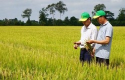 Canh tác lúa giảm phát thải giúp nông dân tăng lợi nhuận