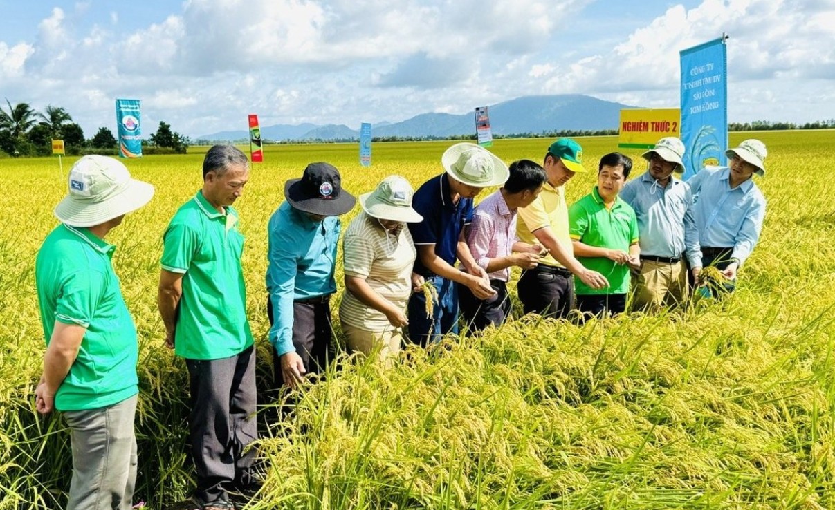 Tập huấn kiến thức về sản xuất lúa phát thải thấp