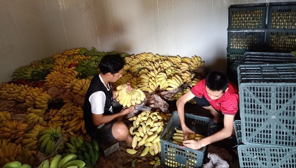 Hải Phòng đẩy mạnh phát triển các sản phẩm OCOP và tìm kiếm thị trường tiêu thụ