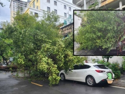 Hà Nội: Mưa lớn, cây xanh bật gốc đổ đè bẹp Toyota Venza