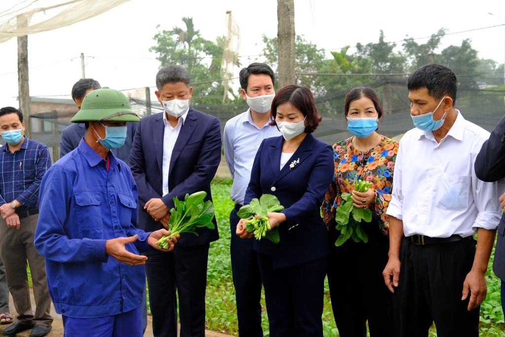 Phó Bí thư Thường trực Thành ủy Nguyễn Thị Tuyến thăm mô hình sản xuất rau an toàn tại HTX Tiền Lệ, xã Tiền Lệ