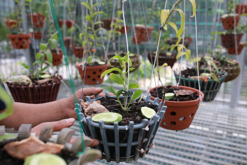 Một chậu lan được cho là đột biến