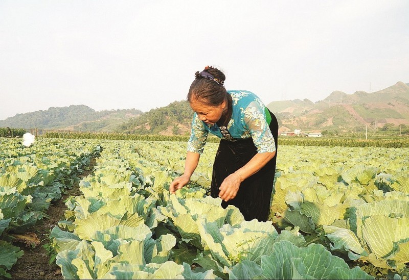 Tăng cường liên kết, khơi thông nguồn lực phát triển cho vùng Trung du và miền núi Bắc Bộ