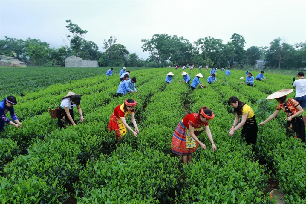 Tăng cường liên kết, khơi thông nguồn lực phát triển cho vùng Trung du và miền núi Bắc Bộ